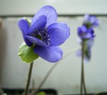Photos Hepatica transsylvanica