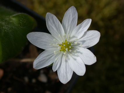 Photos Hepatica transsylvanica - 
