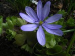 Hepatica transsylvanica - Siebenb�rgen-Leberbl�mchen