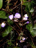 Photos Hepatica triloba