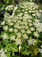 Photos Heracleum stevenii