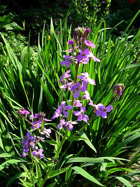 Photos Hesperis matronalis - Dames rocket