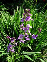 Foto Hesperis matronalis - Viola matronale, Antoniana