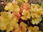 Photos Heuchera