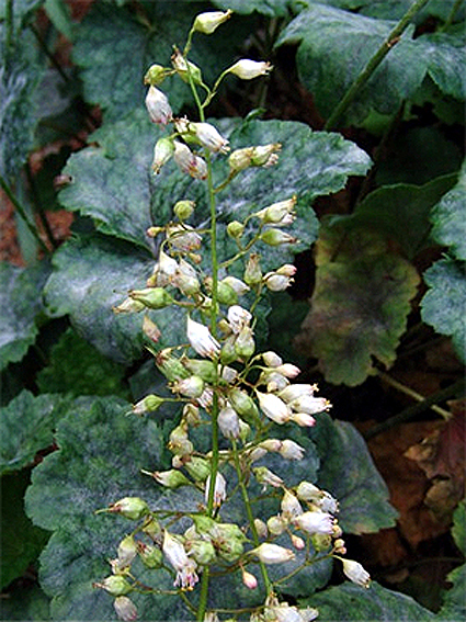 Photos Heuchera americana - 