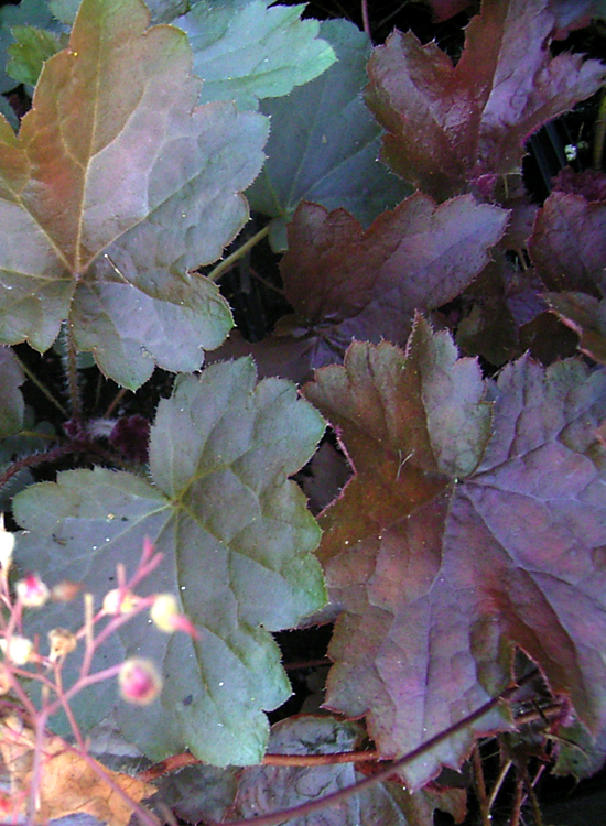 Photos Heuchera micrantha - Roundleaf alumroot