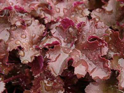 Photos Heuchera - Coral bells