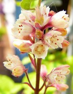 Photos Heuchera