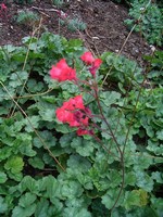 Photos Heuchera