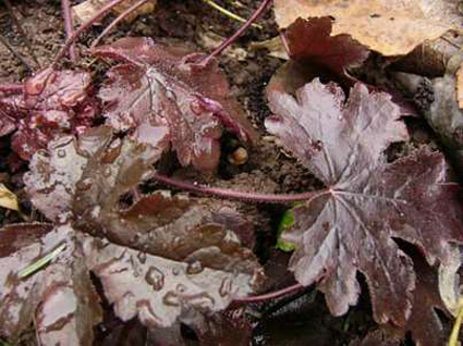 Photos Heucherella - 