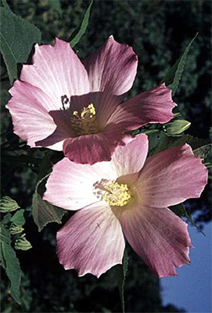 Photos Hibiscus moscheutos - 