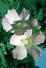 Photos Hibiscus moscheutos