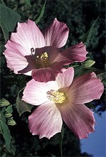 Photos Hibiscus moscheutos