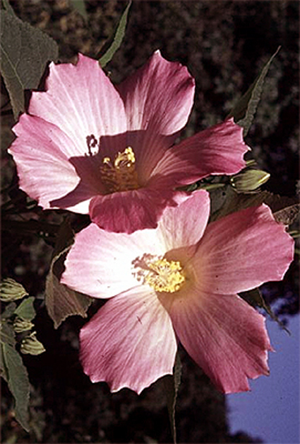 Fotos Hibiscus moscheutos - 