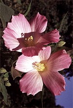 Photos Hibiscus moscheutos