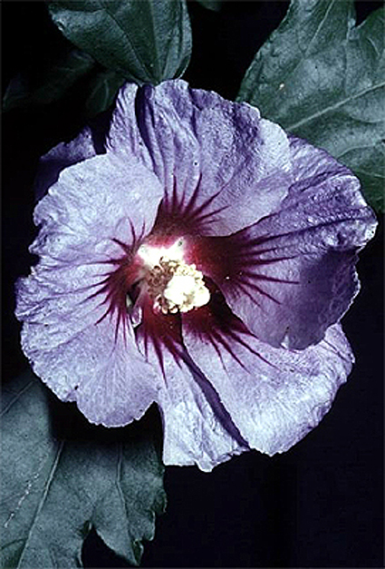 Photos Hibiscus syriacus - Rose of Sharon