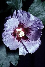 Photos Hibiscus syriacus