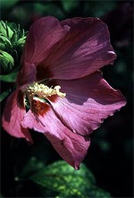 Photos Hibiscus syriacus