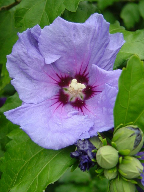 Photos Hibiscus syriacus - Rose of Sharon