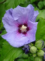 Photos Hibiscus syriacus