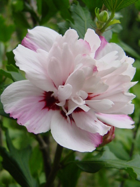 Photos Hibiscus syriacus - Rose of Sharon