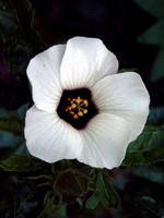 Photos Hibiscus trionum