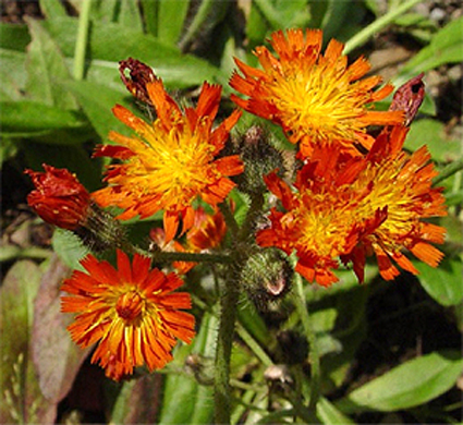 Photos Hieracium aurantiacum - 