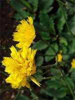 Photos Hieracium intybaceum