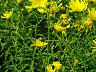Photos Hieracium umbellatum - 