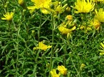 Photos Hieracium umbellatum