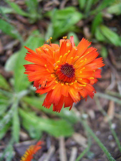 Photos Hieracium � rubrum - 