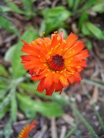 Photos Hieracium � rubrum