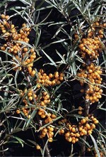 Hippophae rhamnoides - Sanddorn