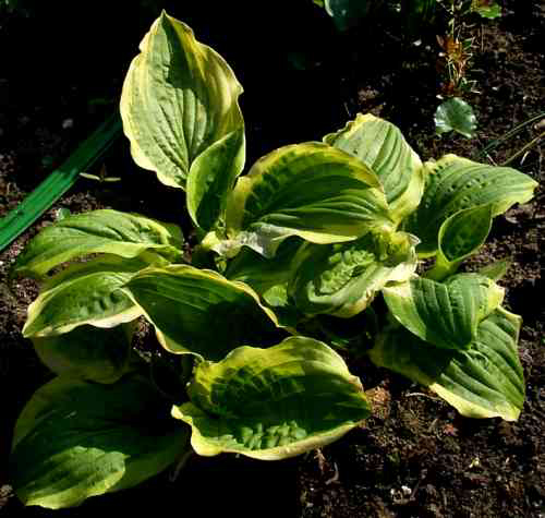 Photos Hosta - 