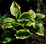Photos Hosta