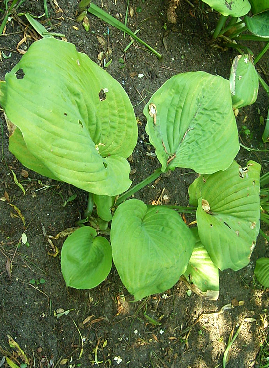 Foto Hosta - 