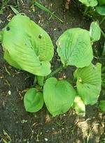 Photos Hosta