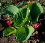 Photos Hosta