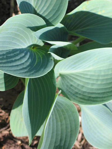 Photos Hosta - 