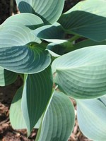 Photos Hosta