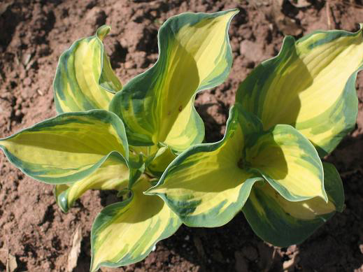 Photos Hosta - 