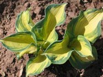 Photos Hosta