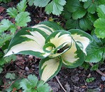 Photos Hosta � tardiana