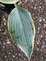 Photos Hosta