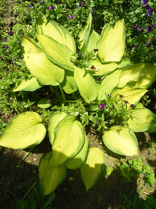 Photos Hosta � fortunei - 