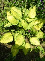 Photos Hosta � fortunei