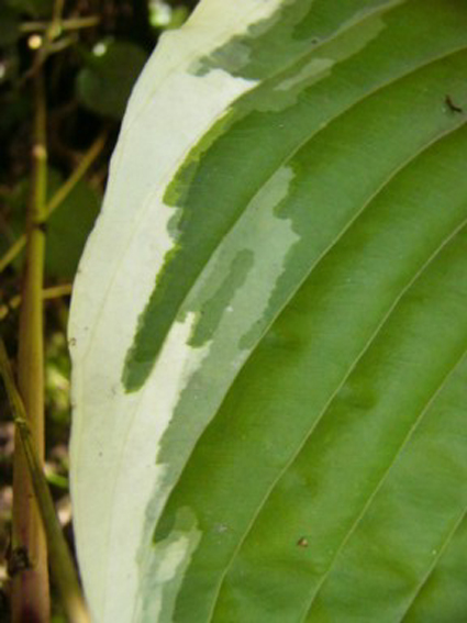 Photos Hosta - 