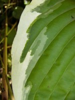 Photos Hosta