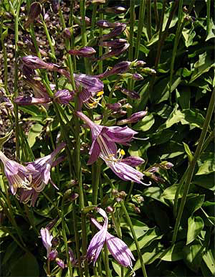 Foto Hosta gracillima - 