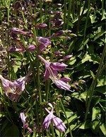 Photos Hosta gracillima
